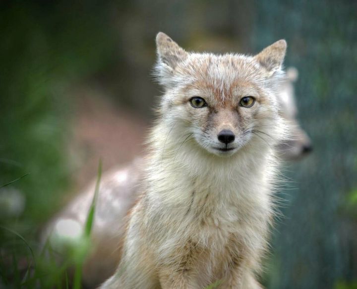 Лесная перепись 2021: Сколько степных лисиц обитает в Татарстане