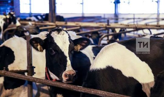 Животноводы Татарстана в лидерах по объему реализации молока