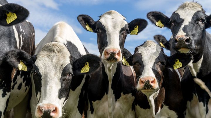 В Татарстане пройдет конкурс красоты среди коров