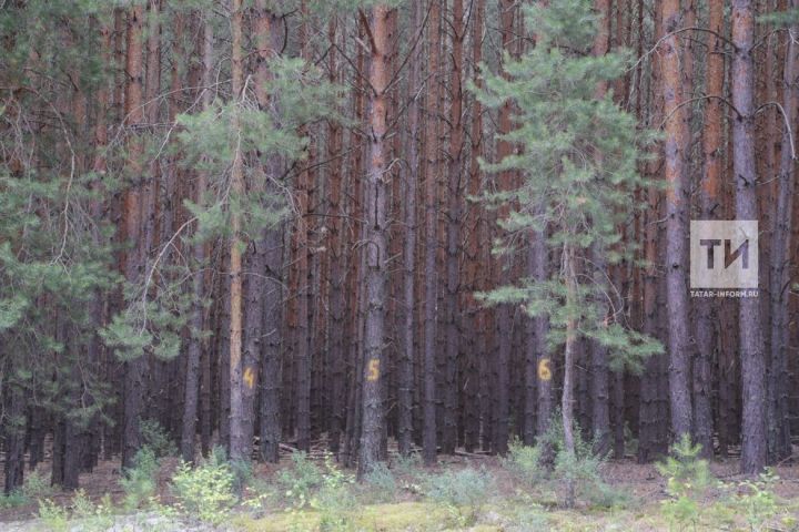 Лес - одно из главных богатств природы России и нашей малой родины