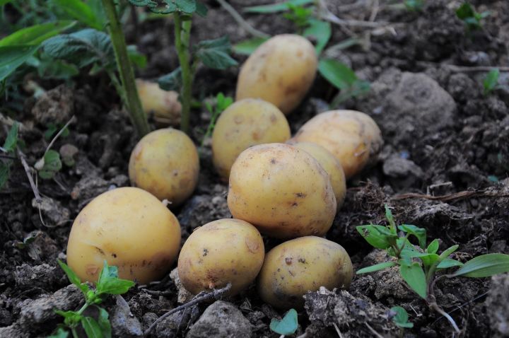 Что положить в каждую лунку с картошкой, чтобы потом собирать богатый урожай