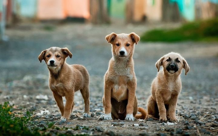 Пять протоколов об административном правонарушении составлено на владельцев собак за безнадзорный выгул