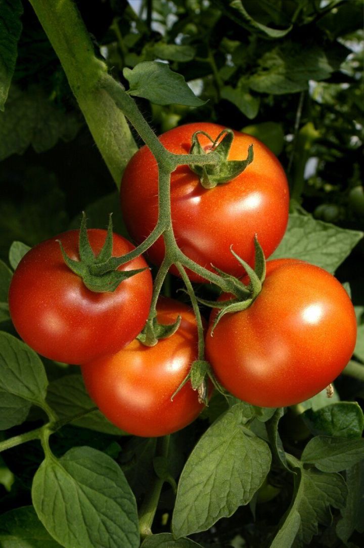 Чего не любят томаты: 7 главных ошибок огородников