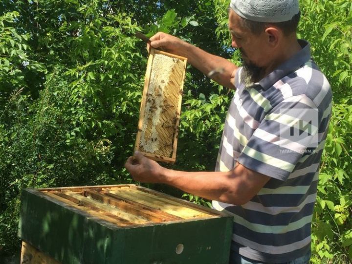 Пчеловоды Татарстана бьют тревогу: пчелы массово гибнут от пестицидов