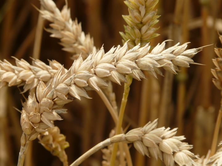 Россельхозцентр Татарстана приступил к анализу семян зерновых культур нового урожая