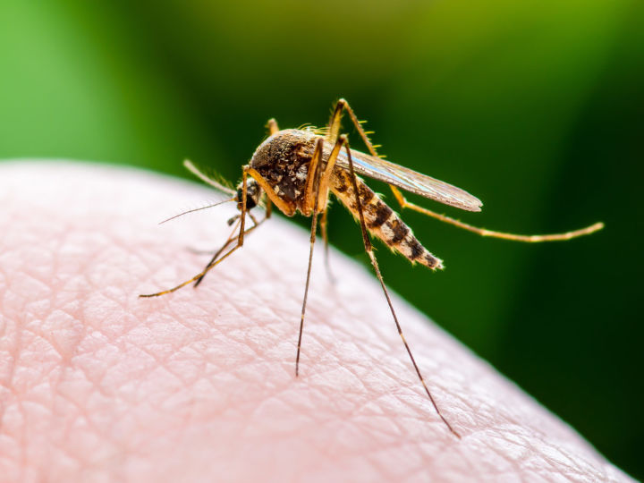 Почему одних людей комары кусают, а других нет