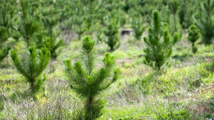Национальный проект «Экология»: в Татарстане проведены работы по содействию естественному лесовосстановлению на площади 549 га