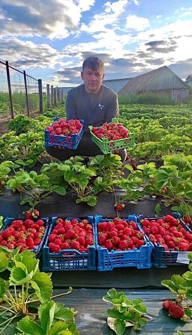 Илья Сергеев из села Красный Баран растит рекордный урожай клубники