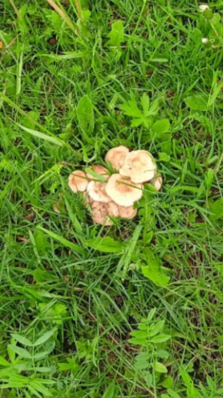 Лето - сезон грибов!