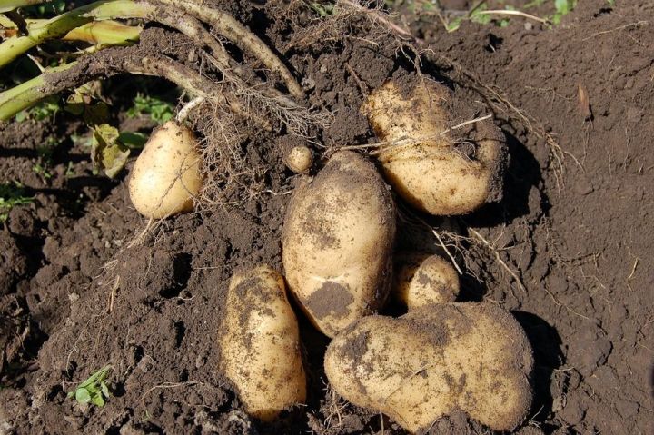 6 правил, чтобы увеличить урожай картофеля в августе