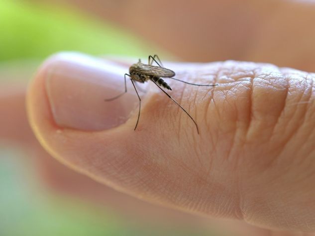 Как избавиться от комаров на участке