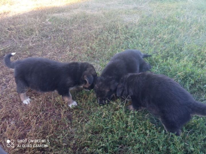 В Больших Полянках дети нашли закопанных живьем щенков: теперь четвероногим нужны хозяева