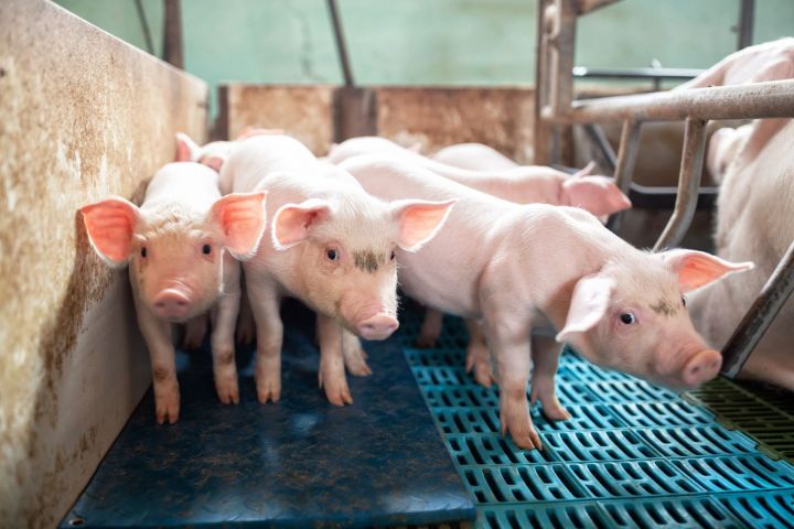 Вакцину от африканской чумы свиней разработают в КФУ