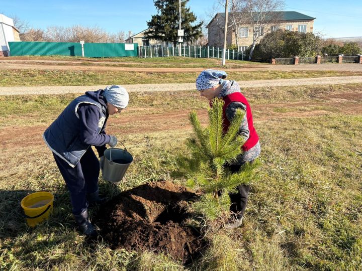 Сотрудники исполкома высадили молодые сосны в центре Ромодана