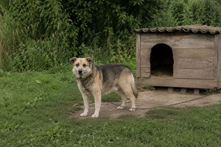 Этләрне стерильләштерү караучысыз хайваннар санын киметергә ярдәм итәчәк