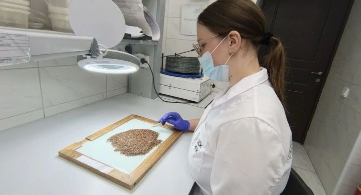 Экспорт масличного льна из Татарстана вырос на 44%