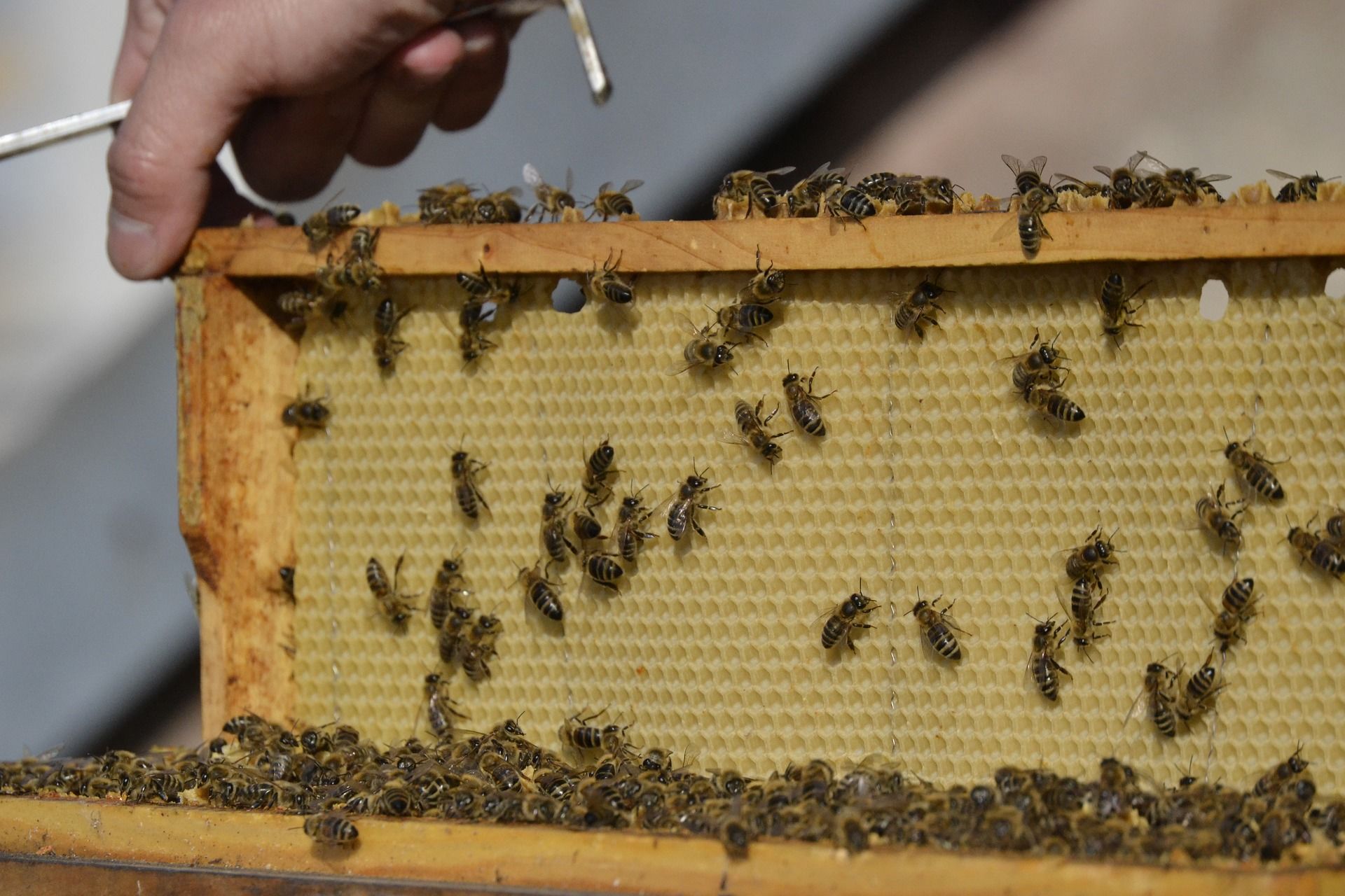 Что используют пчелы. Пчелопакеты. Классический пчелопакет с пчелами. Жучки в улье пчел. Поделка пчелы и соты.