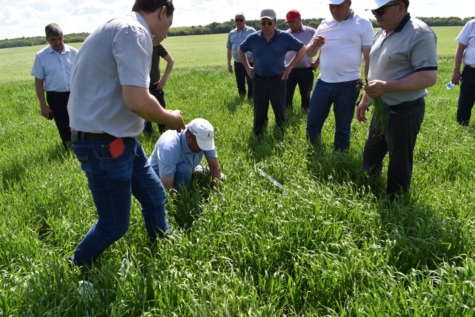 Глава Алексеевского района осмотрел состояние сельскохозяйственных полей