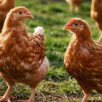 Маркировка сельскохозяйственной птицы: новые правила и требования