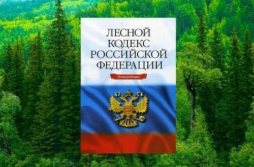 Прокуратурой проведена проверка соблюдения лесного законодательства