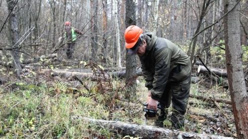 Сохранение зеленого богатства: в Татарстане усилены работы по оздоровлению лесов