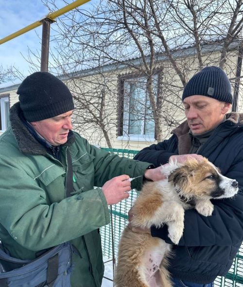 Алексеевцам напоминаем: за несвоевременную регистрацию собаки предусмотрен штраф