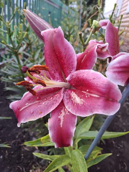 Прогноз погоды на 25 июля в Алексеевском районе