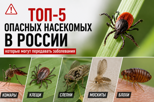 Не только комары: топ-5 опасных насекомых и членистоногих, которые встречаются в России