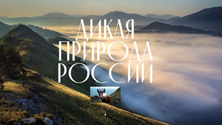 Путин объявил о запуске нового сайта о заповедниках России