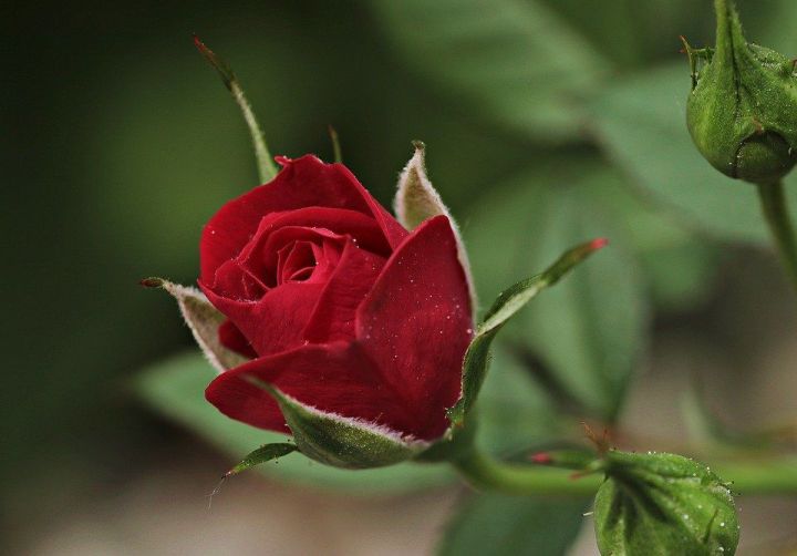 Как без труда справиться с вредителями на розах