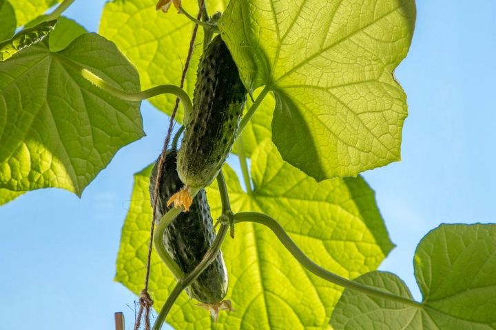 Листья огурцов желтеют. Эффективная подкормка поможет избавиться от желтизны и получить богатый урожай