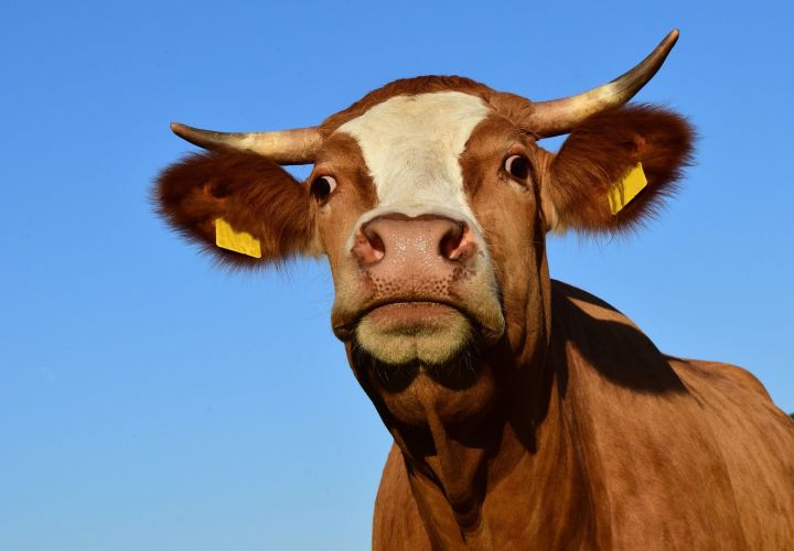 Почему мясо коровы называется говядиной