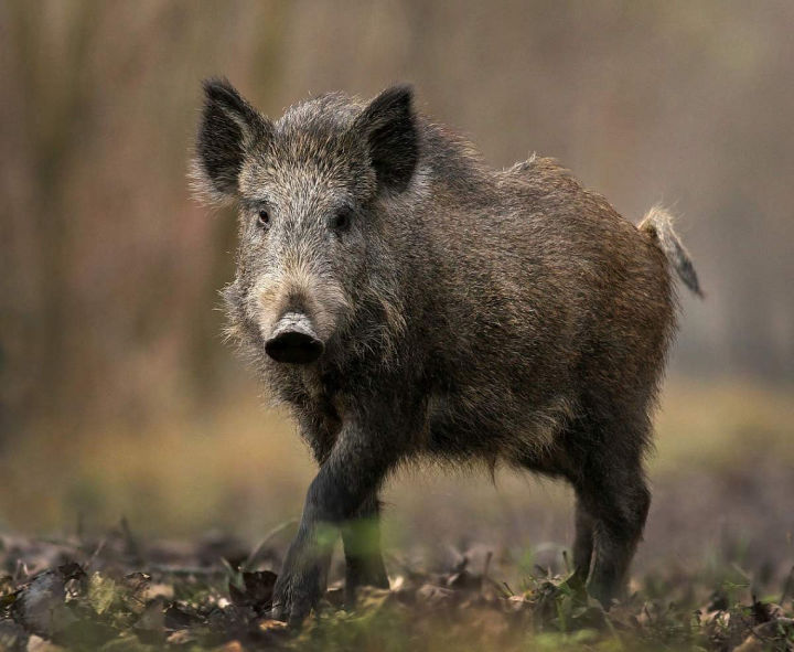 Госкомитет РТ по биоресурсам предупреждает о высоком риске вспышки африканской чумы свиней в дикой фаун