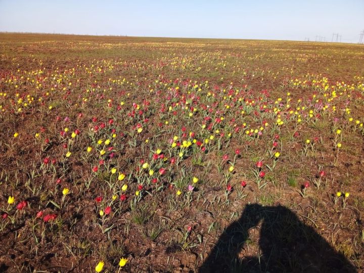 Поисковики Алексеевского района нашли на месте боев под Сталинградом три медальона с надписями и медаль «За боевые заслуги»