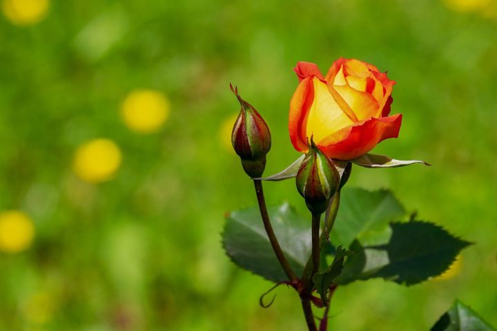 Чем болеют розы и как их лечить