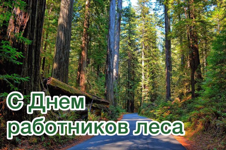 Глава района Сергей Демидов поздравляет с Днём работников леса