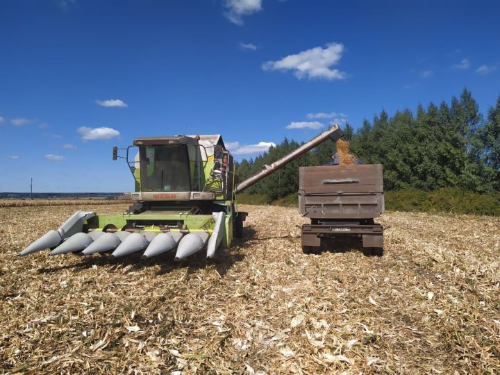 Хозяйства района продолжают убирать кукурузу на зерно