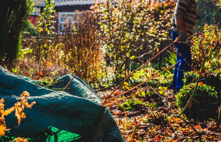 Не время отдыхать: список самых важных дел на октябрь в саду и огороде