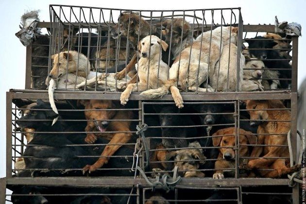 Более 70 безнадзорных собак отловлено в Алексеевском районе с начала года, 34 из которых - в райцентре