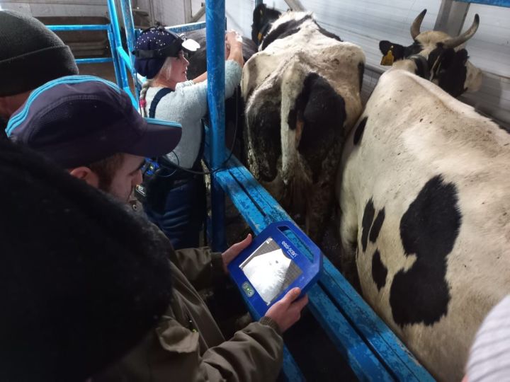 В Алексеевском районе животноводов обучили технологиям воспроизводства стада