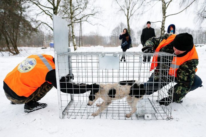 В Алексеевском районе продолжается отлов бродячих собак