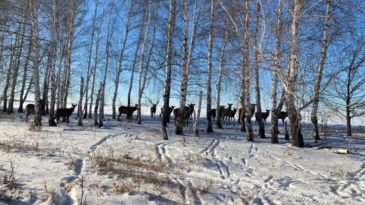 Более 500 «татарстанских бэмби» обитают в лесах Татарстана, в том числе в Алексеевском районе