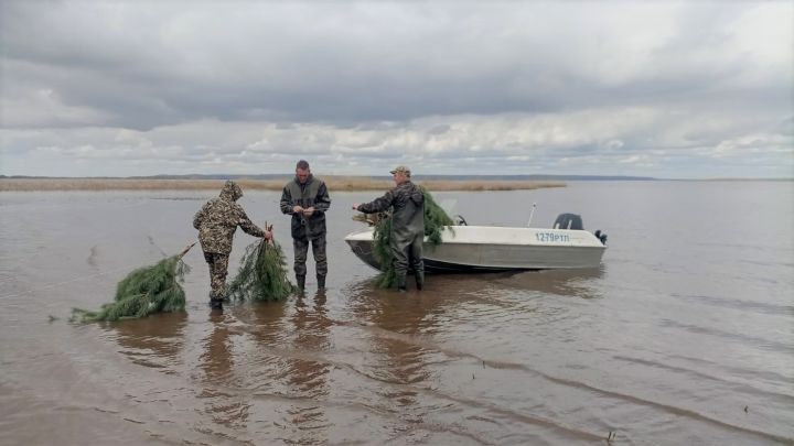 В Алексеевском рыбаки создали искусственное нерестилище