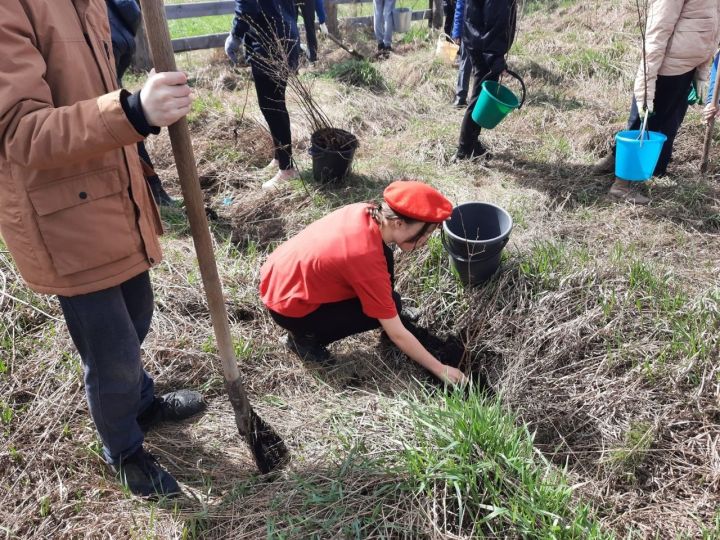 В Алексеевском районе прошла Международная акция «Сад Памяти»