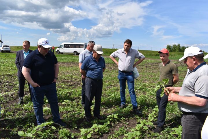 Глава Алексеевского района осмотрел состояние сельскохозяйственных полей