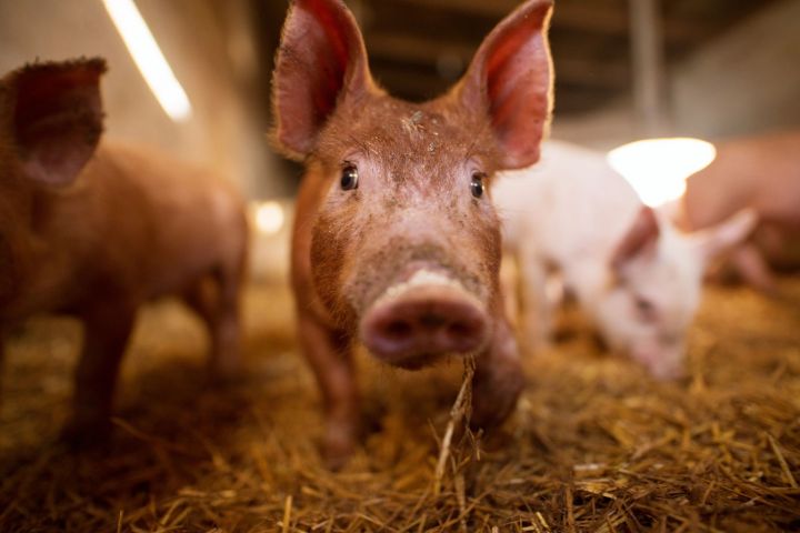 В Татарстане из-за африканской чумы свиней ликвидировано 6-тысячное поголовье