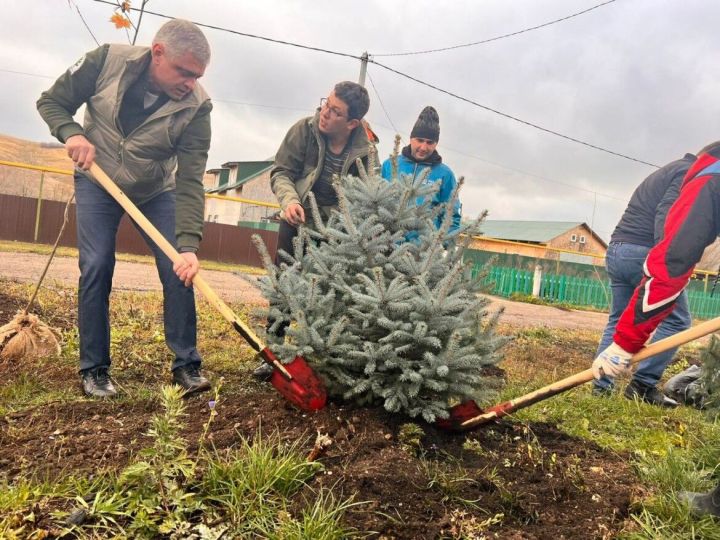Экологи Татарстана посадили голубые ели в Ямбулатово в память о Герое Советского Союза Семене Коновалове