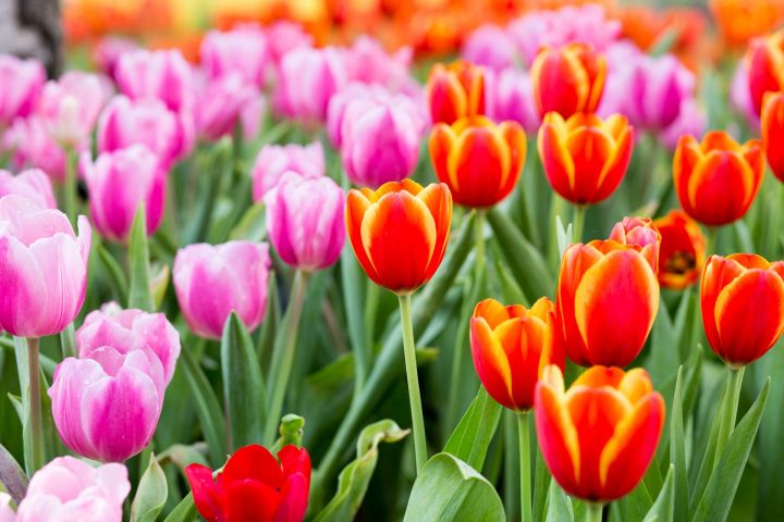 Алексеевским садоводам:  как ухаживать за тюльпанами после их цветения