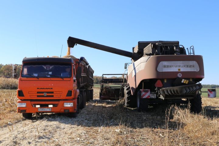 В Алексеевском районе начался важный этап в сельскохозяйственном календаре — уборка кукурузы на зерно