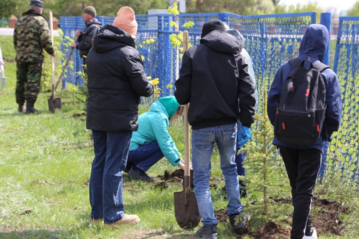 В Алексеевском районе прошла акция «Посади дерево», приуроченная к Году семьи